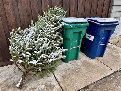 holiday tree recycling.jpg