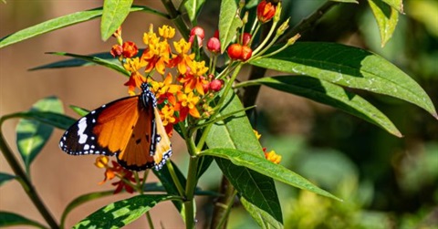 Pollinator-Parkway.jpg