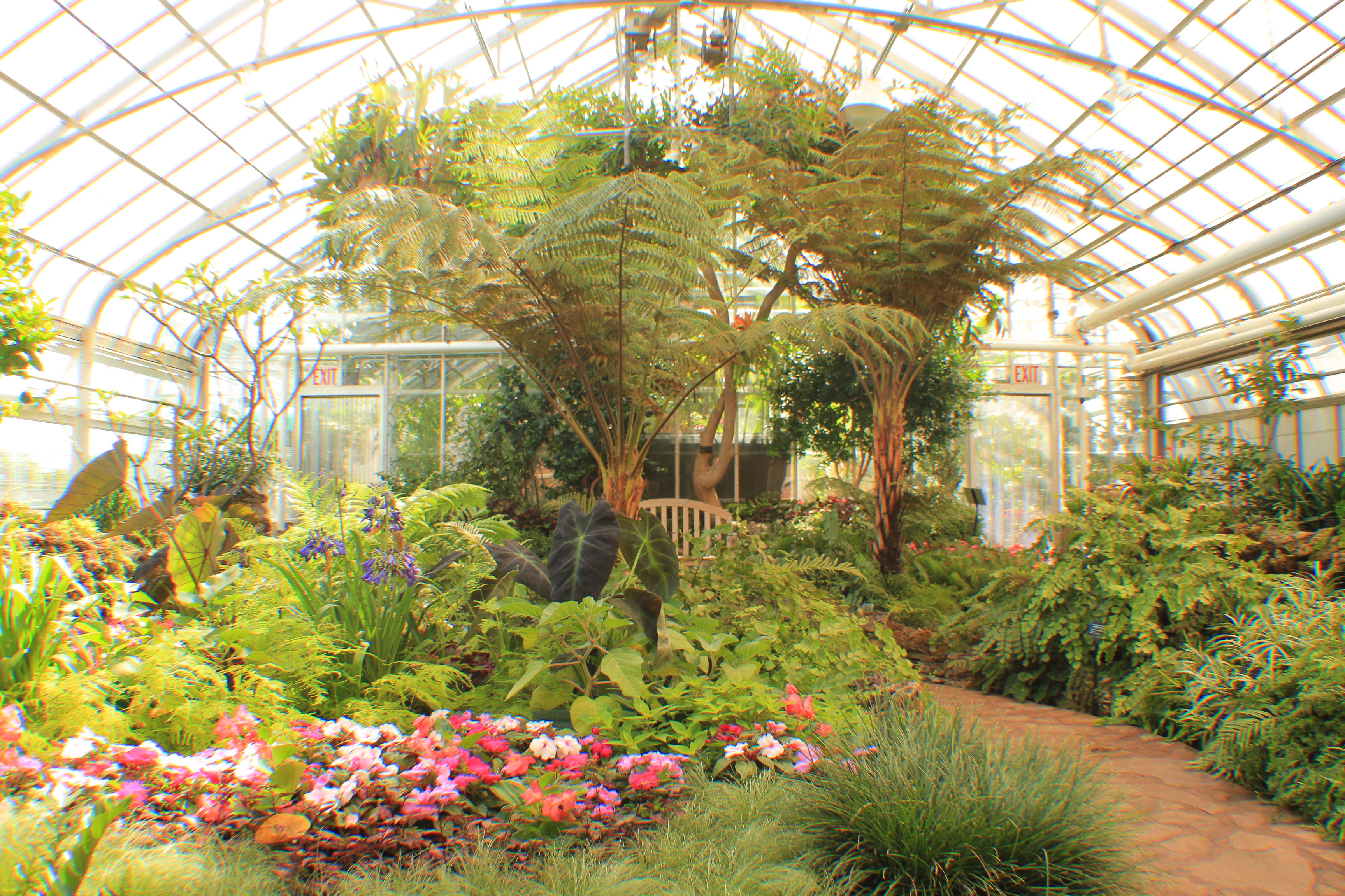 Plants growing inside the Oak Park Conservatory