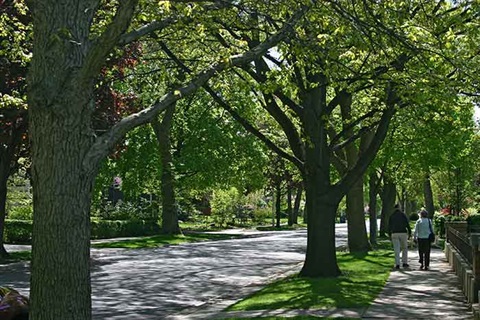 tree-lined-street.jpg