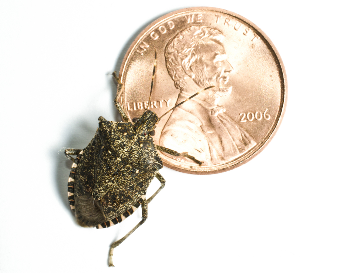Photo of the brown marmorated stink bug